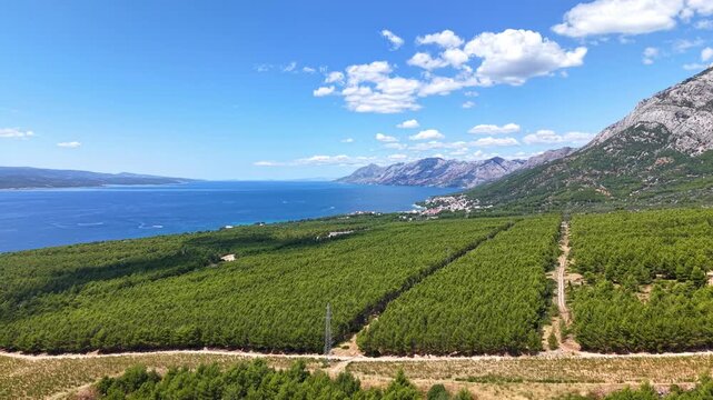 Aerial footage of the Makarska Riviera coastline with Biokovo mountains and dense pine forest near Brela, Croatia