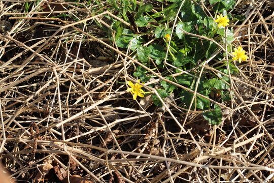 Lesser Celandine, Ranunculus ficaria, Ranunculaceae