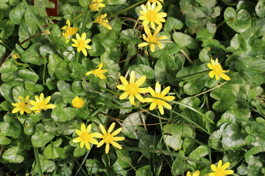 Lesser Celandine, Ranunculus ficaria, Ranunculaceae