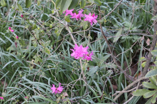 Korean azalea, Rhododendron mucronulatum, Ericaceae