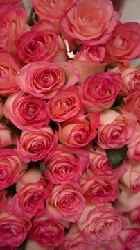 Close-up of a bouquet of pink roses with delicate petals. Rose bouquet concept.