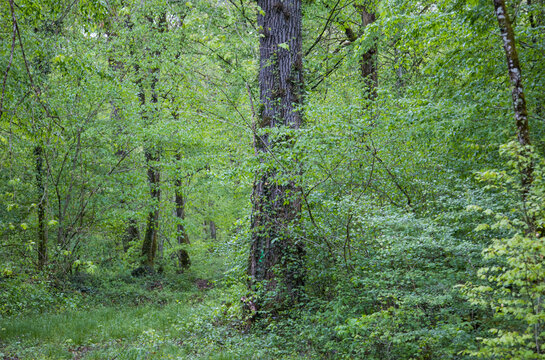 for&ecirc;t de climat temp&eacute;r&eacute; au printemps, feuillus, sous bois verdoyant, nature