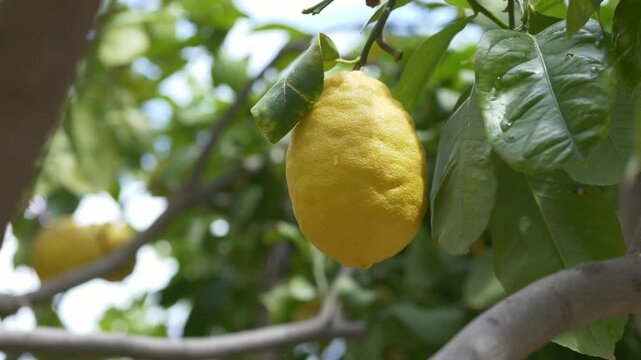 Single lemon hanging on branch highlights minimalism and clean food presentation. Citrus limon fruit used in branding for simplicity, purity, natural ingredients and premium product visuals.