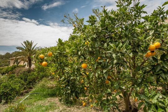 grande campo con alberi di arance