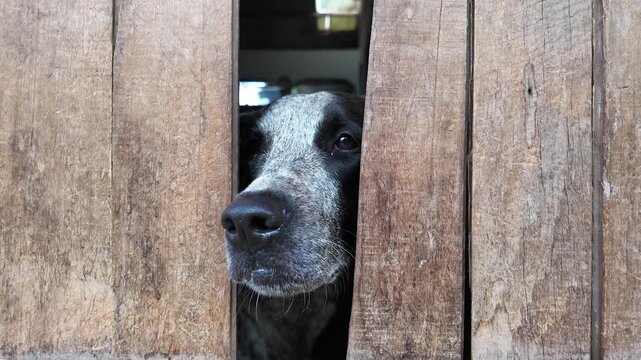 Perro observando desde una reja de madera 