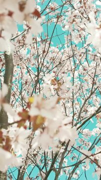 generate caption and 50 keywords for Canada cherry blossom for stock photo
