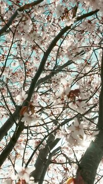 generate caption and 50 keywords for Canada cherry blossom for stock photo

