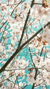 generate caption and 50 keywords for Canada cherry blossom for stock photo

