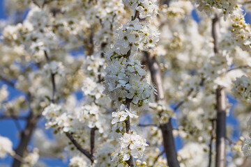 Fototapeta premium Blooming cherry plum prunus cerasifera branches with white flowers in a sunny spring garden