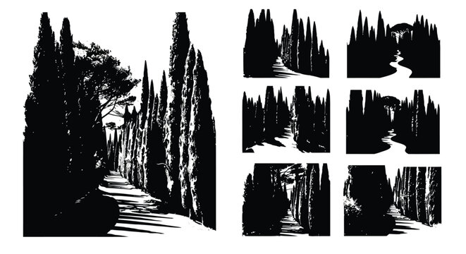 Black and white composition of cypress trees lining a pathway in tuscany italy