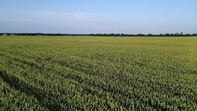 The camera glides over a large wheat field in the countryside. The sun shines brightly, illuminating the tall wheat as it sways gently in the breeze. This is a spring day.
