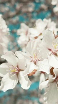 generate caption and 50 keywords for Canada cherry blossom for stock photo
