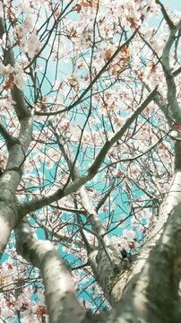 generate caption and 50 keywords for Canada cherry blossom for stock photo
