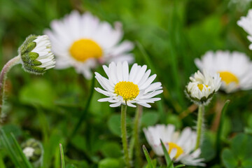 Fototapeta premium Field of white daisy flowers blooming abundantly in an outdoor meadow during the spring season