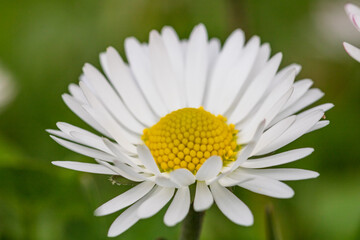 Fototapeta premium Field of white daisy flowers blooming abundantly in an outdoor meadow during the spring season