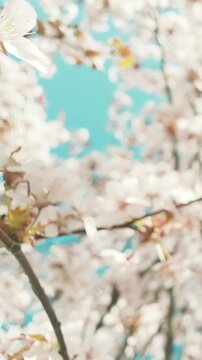 generate caption and 50 keywords for Canada cherry blossom for stock photo

