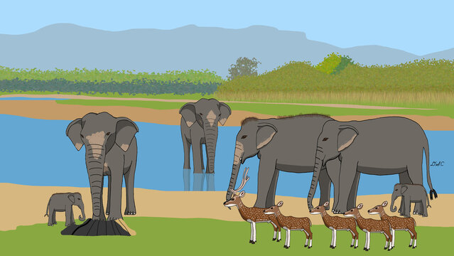 Asian Elephant: Guardians of Sri Lanka