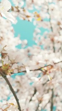 generate caption and 50 keywords for Canada cherry blossom for stock photo
