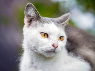 Obraz premium Portrait of white cat with gray spots and bright yellow eyes on blurred green outdoor background