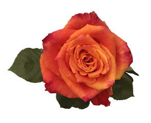 Fototapeta premium Red, orange Rose Flower bud, leaf isolated on white background. Top view.