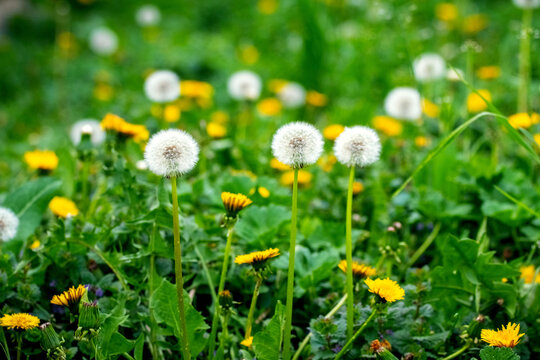 Spring meadow with white fluffy dandelion seed balls and yellow flowers on bright green background