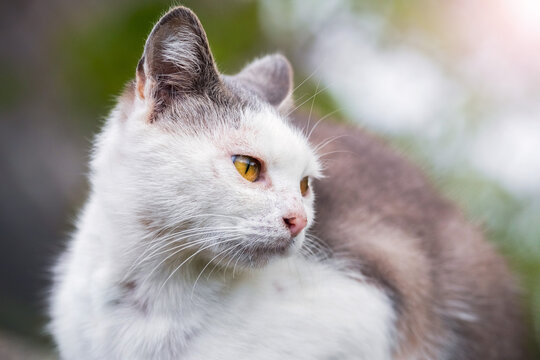 White cat with gray spots looking sideways with focused gaze on light blurred outdoor background