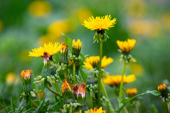 Yellow dandelions at different stages of blooming and wilting on blurred green spring meadow background