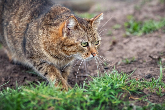 Striped tabby cat with green eyes in hunter position stalking along the ground among grass outdoors