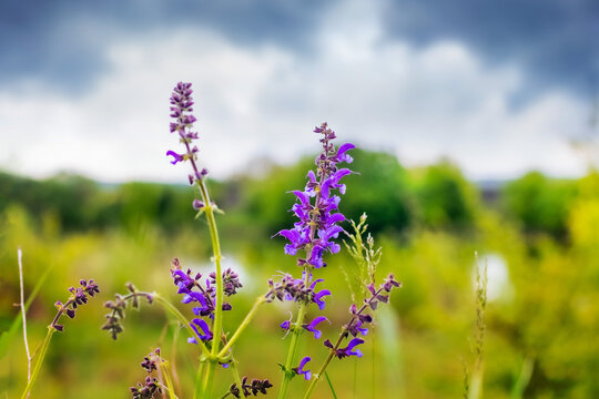 Purple wild sage flowers close up against blurred green meadow with cloudy sky background