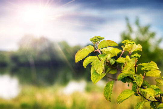 Branch with young green leaves on sunny background with lake and trees on a bright summer day