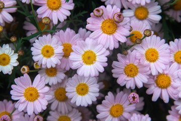 Fototapeta premium Beautiful Pink Marguerite Daisies Blooming in a Spring Garden