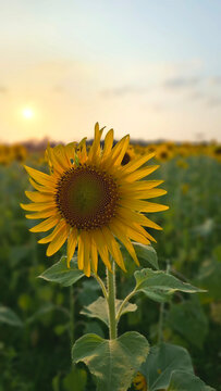 A beautiful sunflower with the sun