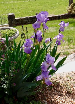 Purple iris plants on estate lawn