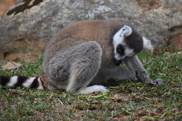 Fototapeta premium Ring-tailed lemur (Lemur catta, Madagascar lemur) in the Dehiwala Zoo (National Zoological Gardens of Sri Lanka, Dehiwala Zoological Gardens), Dehiwala, Sri Lanka.