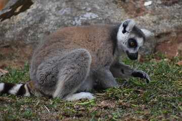 Fototapeta premium Ring-tailed lemur (Lemur catta, Madagascar lemur) in the Dehiwala Zoo (National Zoological Gardens of Sri Lanka, Dehiwala Zoological Gardens), Dehiwala, Sri Lanka.