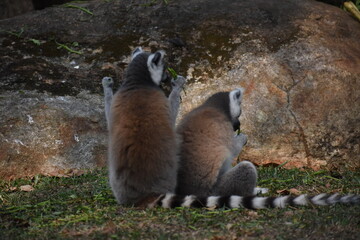 Fototapeta premium Ring-tailed lemurs (Lemur catta, Madagascar lemur) in the Dehiwala Zoo (National Zoological Gardens of Sri Lanka, Dehiwala Zoological Gardens), Dehiwala, Sri Lanka.