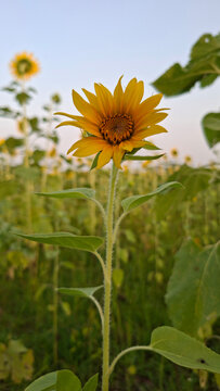 A sunflower illuminated in a picturesque field