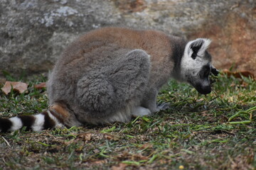 Fototapeta premium Ring-tailed lemur (Lemur catta, Madagascar lemur) in the Dehiwala Zoo (National Zoological Gardens of Sri Lanka, Dehiwala Zoological Gardens), Dehiwala, Sri Lanka.