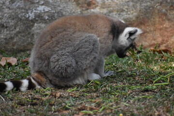 Fototapeta premium Ring-tailed lemur (Lemur catta, Madagascar lemur) in the Dehiwala Zoo (National Zoological Gardens of Sri Lanka, Dehiwala Zoological Gardens), Dehiwala, Sri Lanka.