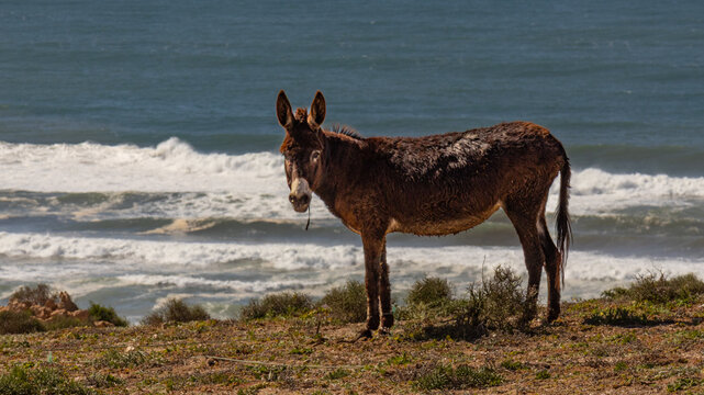 Donkey standing on coastal cliff with ocean waves in background near Taghazout, Morocco
