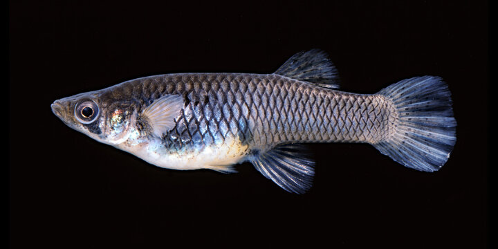 Female Mosquitofish, Gambusia affinis, black background.