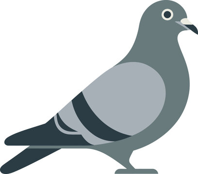 A simple grey pigeon standing with its head turned in a flat vector illustration style
