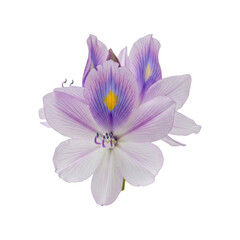 Obraz premium Close up of a beautiful water hyacinth flower with purple petals and a yellow center.
