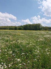 Fototapeta premium Beautiful wildflower meadow under blue sky in spring