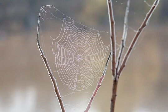 spider web