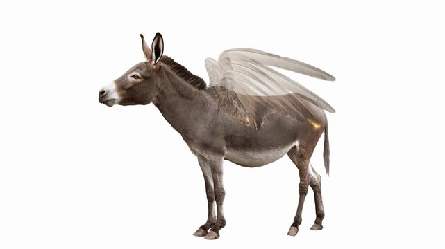 a donkey dreaming of wings on a white background. Animated cinemagraph, parallax animation, based on an original photograph.