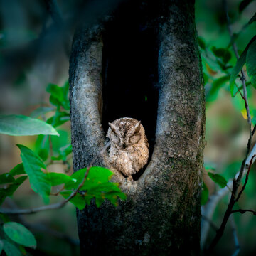 Small scops owl resting inside a natural tree hollow, camouflaged against bark in a lush forest habitat.