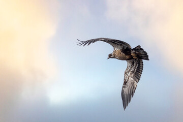 Fototapeta premium eagle in flight