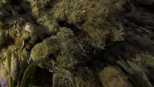 Tassled scorpionfish (Scorpaenopsis oxycephala) moving across sandy seabed near coral. Camouflaged reef fish walking along bottom. Dangerous venomous marine species in natural underwater habitat