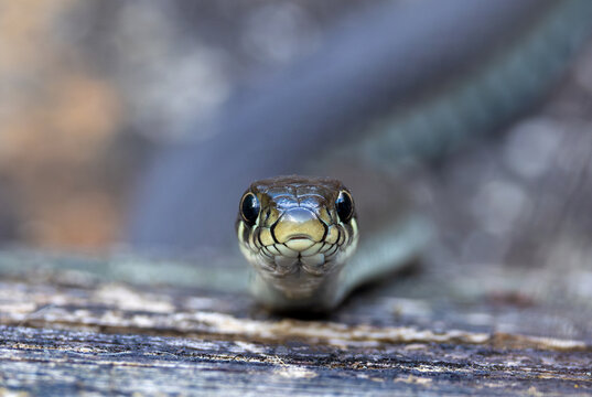 Close-up portrait of a grass snake (Natrix natrix), also known as a ringed snake or water snake